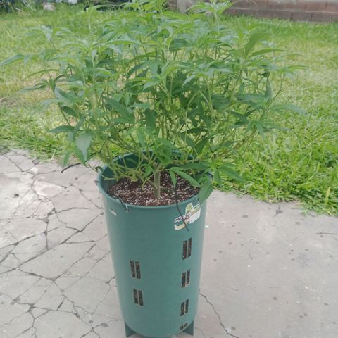 Fancy gummy growlog timeline photo
