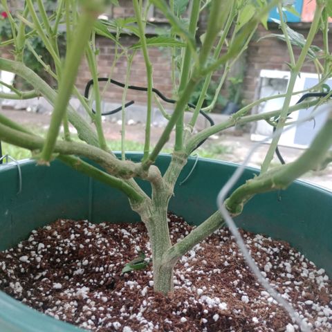 Fancy gummy growlog timeline photo