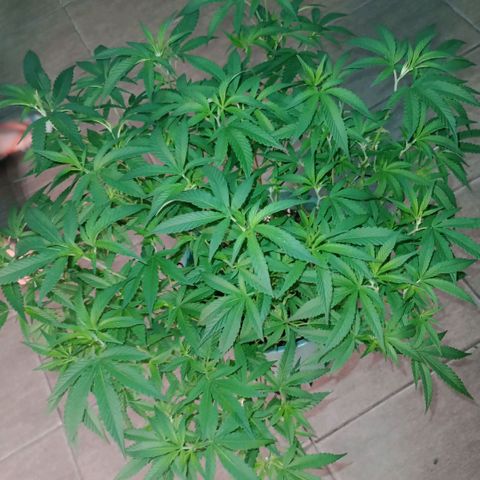 Fancy gummy growlog timeline photo