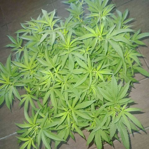 Fancy gummy growlog timeline photo