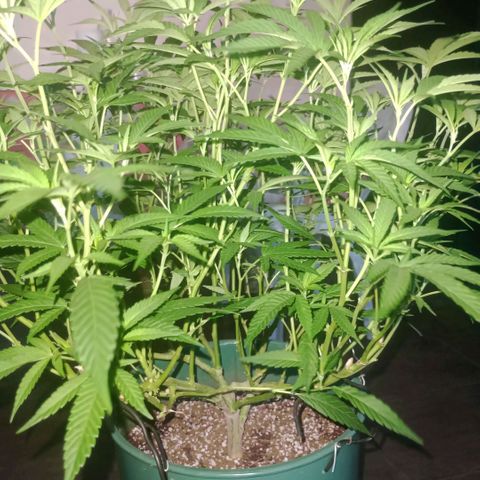Fancy gummy growlog timeline photo