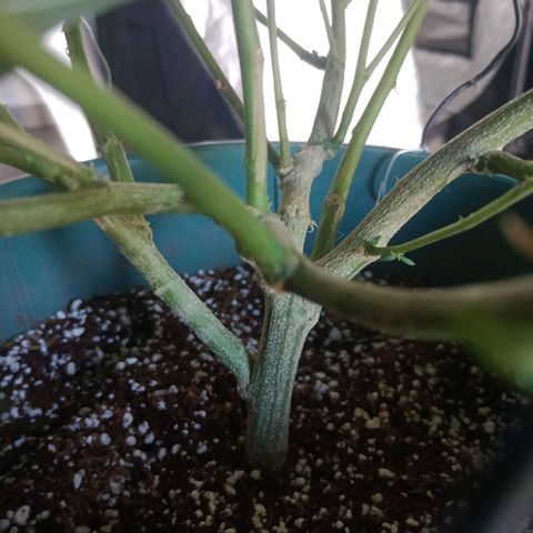 Fancy gummy growlog timeline photo