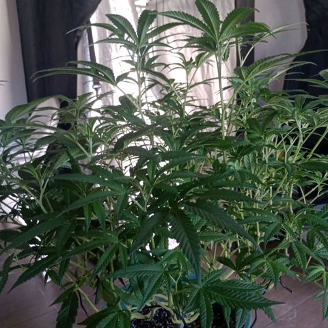 Fancy gummy growlog timeline photo