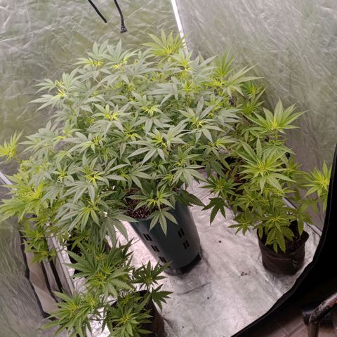 Fancy gummy growlog timeline photo