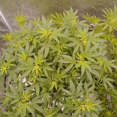 Fancy gummy growlog timeline photo