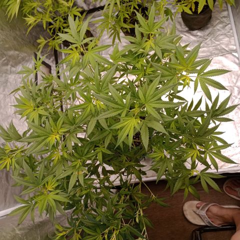 Fancy gummy growlog timeline photo