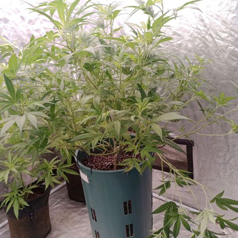 Fancy gummy growlog timeline photo