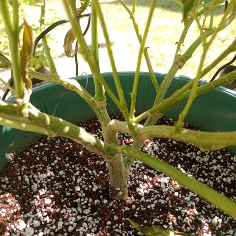 Fancy gummy growlog timeline photo