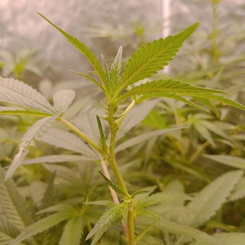 Fancy gummy growlog timeline photo