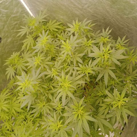 Fancy gummy growlog timeline photo