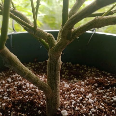 Fancy gummy growlog timeline photo
