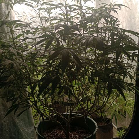 Fancy gummy growlog timeline photo