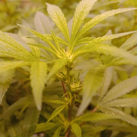 Fancy gummy growlog timeline photo