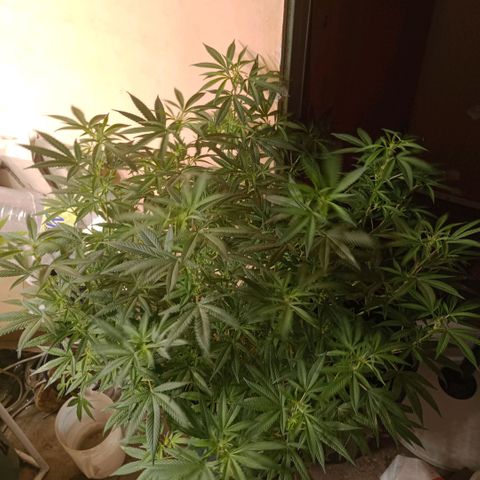Fancy gummy growlog timeline photo