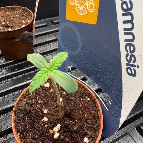 Kalini Asia growlog timeline photo