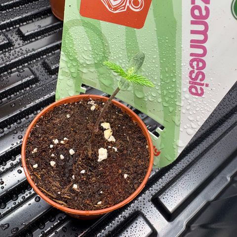 Watermelon Candy growlog timeline photo