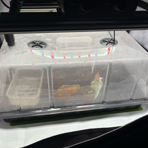 Watermelon Candy growlog timeline photo