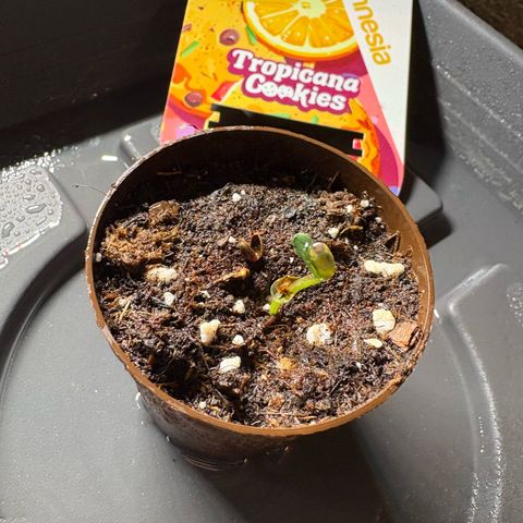Tropicana Cookies growlog timeline photo