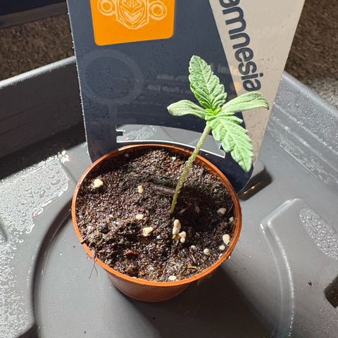Kalini Asia growlog timeline photo