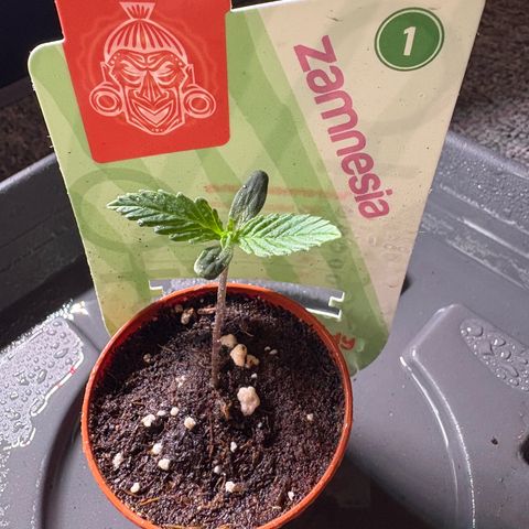 Watermelon Candy growlog timeline photo