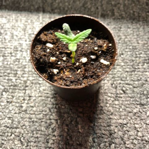 Tropicana Cookies growlog timeline photo