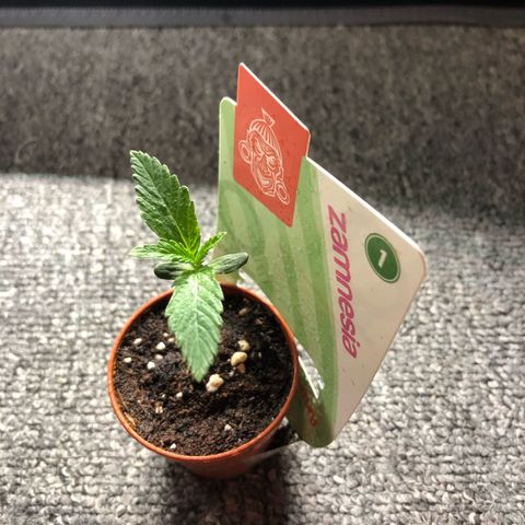 Watermelon Candy growlog timeline photo