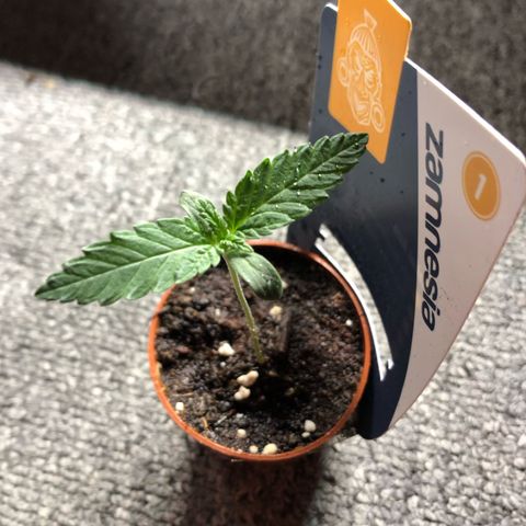 Kalini Asia growlog timeline photo