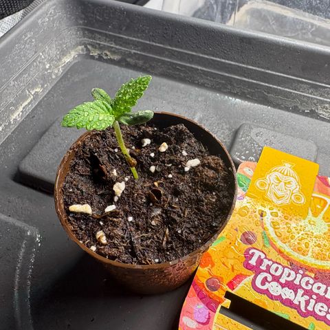 Tropicana Cookies growlog timeline photo