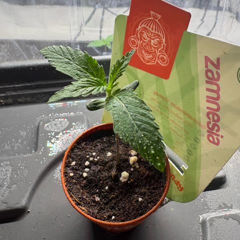 Watermelon Candy growlog timeline photo