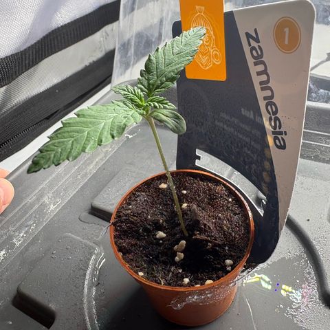 Kalini Asia growlog timeline photo