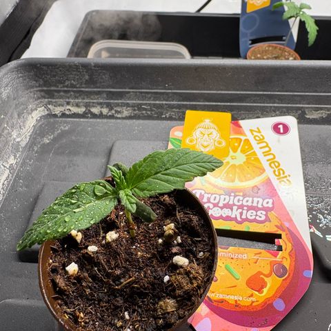 Tropicana Cookies growlog timeline photo