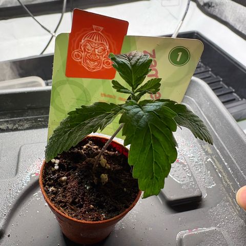 Watermelon Candy growlog timeline photo