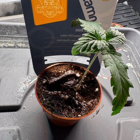 Kalini Asia growlog timeline photo