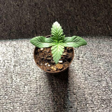 Tropicana Cookies growlog timeline photo