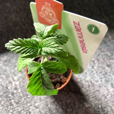 Watermelon Candy growlog timeline photo