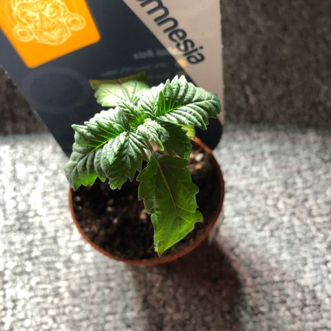 Kalini Asia growlog timeline photo