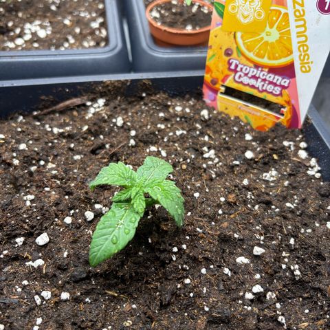 Tropicana Cookies growlog timeline photo