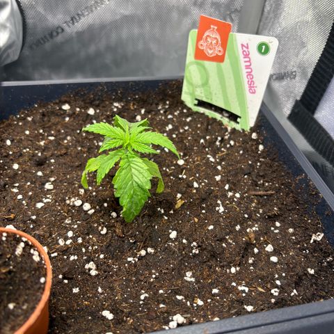 Watermelon Candy growlog timeline photo