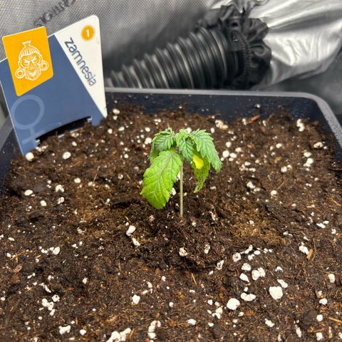 Kalini Asia growlog timeline photo
