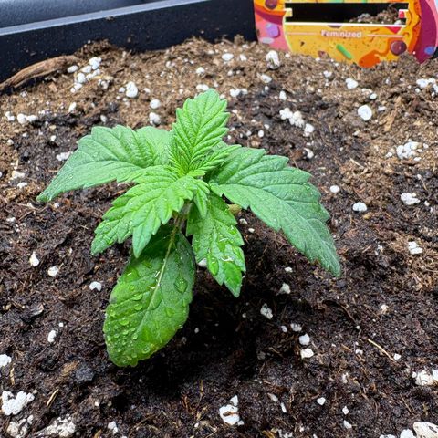 Tropicana Cookies growlog timeline photo