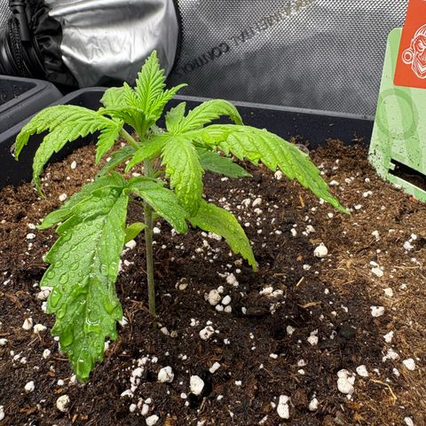 Watermelon Candy growlog timeline photo