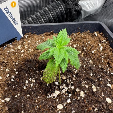 Kalini Asia growlog timeline photo