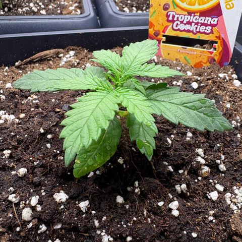 Tropicana Cookies growlog timeline photo