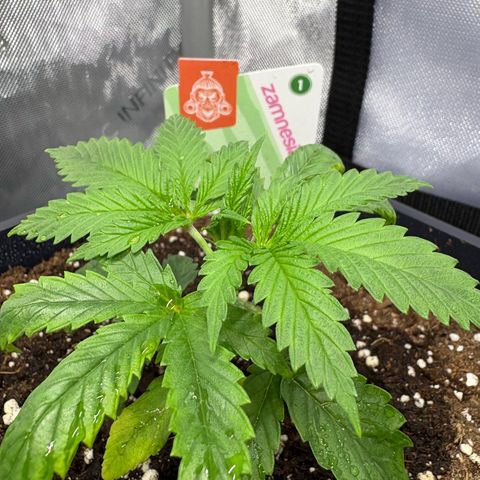 Watermelon Candy growlog timeline photo