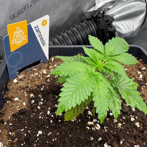 Kalini Asia growlog timeline photo