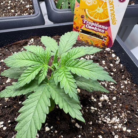 Tropicana Cookies growlog timeline photo