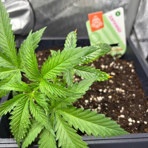 Watermelon Candy growlog timeline photo