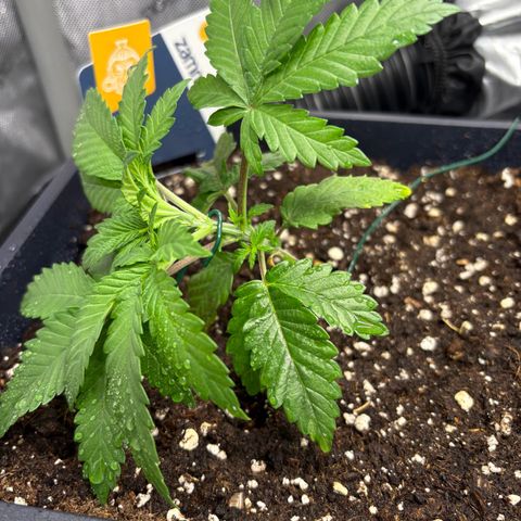 Kalini Asia growlog timeline photo
