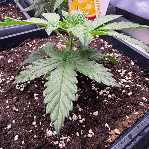 Tropicana Cookies growlog timeline photo