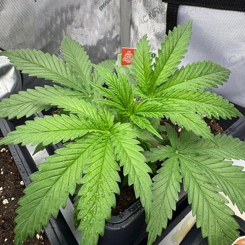 Watermelon Candy growlog timeline photo